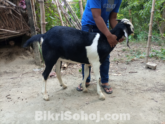 ছাগল ( খাসি)  বিক্রয় হবে